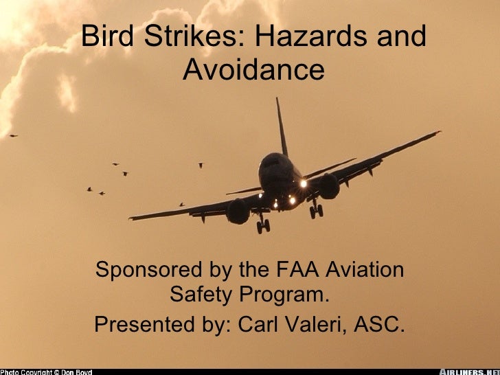 Bird strikes hazards and avoidance
