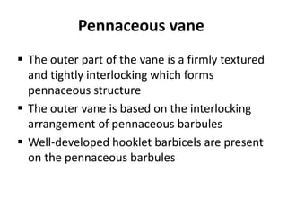Pennaceous vane
 The outer part of the vane is a firmly textured
and tightly interlocking which forms
pennaceous structure
 The outer vane is based on the interlocking
arrangement of pennaceous barbules
 Well-developed hooklet barbicels are present
on the pennaceous barbules
 