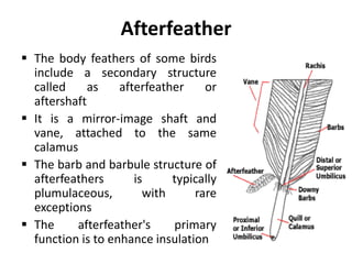 Afterfeather
 The body feathers of some birds
include a secondary structure
called as afterfeather or
aftershaft
 It is a mirror-image shaft and
vane, attached to the same
calamus
 The barb and barbule structure of
afterfeathers is typically
plumulaceous, with rare
exceptions
 The afterfeather's primary
function is to enhance insulation
 