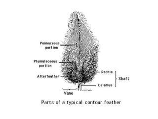 Bird Structure & Function (Feathers).pptx