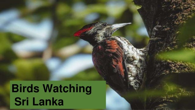 Birds Watching
Sri Lanka
 