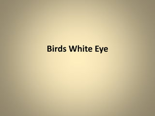 Birds White Eye
 