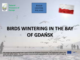 BIRDS WINTERING IN THE BAY
OF GDAŃSK
This project has been funded with support from the European Commission. This publication reflects the
views only of the authors. The Commission cannot be held responsible for any use which may be made of
the information contained herein.
Natural
Treasures of
Europe
XX LO
GDAŃSK
POLAND
 