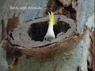 Birds with Attitude
 