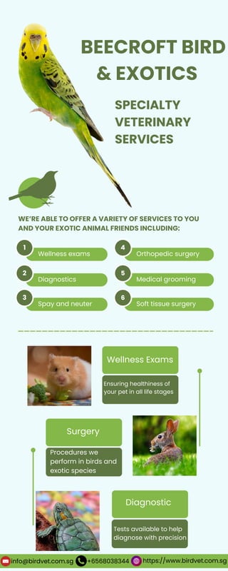 BEECROFT BIRD
& EXOTICS
WE’RE ABLE TO OFFER A VARIETY OF SERVICES TO YOU
AND YOUR EXOTIC ANIMAL FRIENDS INCLUDING:
Wellness exams
1
Diagnostics
2
Spay and neuter
3
Orthopedic surgery
4
Medical grooming
5
Soft tissue surgery
6
Wellness Exams
Ensuring healthiness of
your pet in all life stages
Surgery
Procedures we
perform in birds and
exotic species
Diagnostic
Tests available to help
diagnose with precision
SPECIALTY
VETERINARY
SERVICES
info@birdvet.com.sg +6568038344 https://www.birdvet.com.sg
 