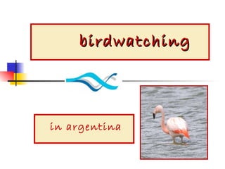 birdwatching   in argentina 