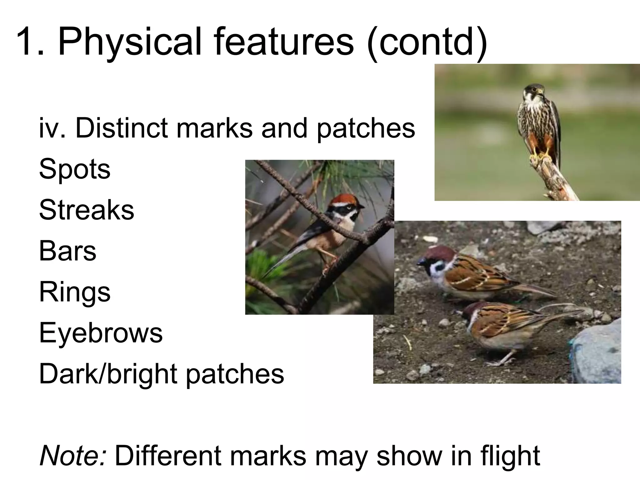 1. Physical features (contd)
iv. Distinct marks and patches
Spots
Streaks
Bars
Rings
Eyebrows
Dark/bright patches
Note: Different marks may show in flight
 