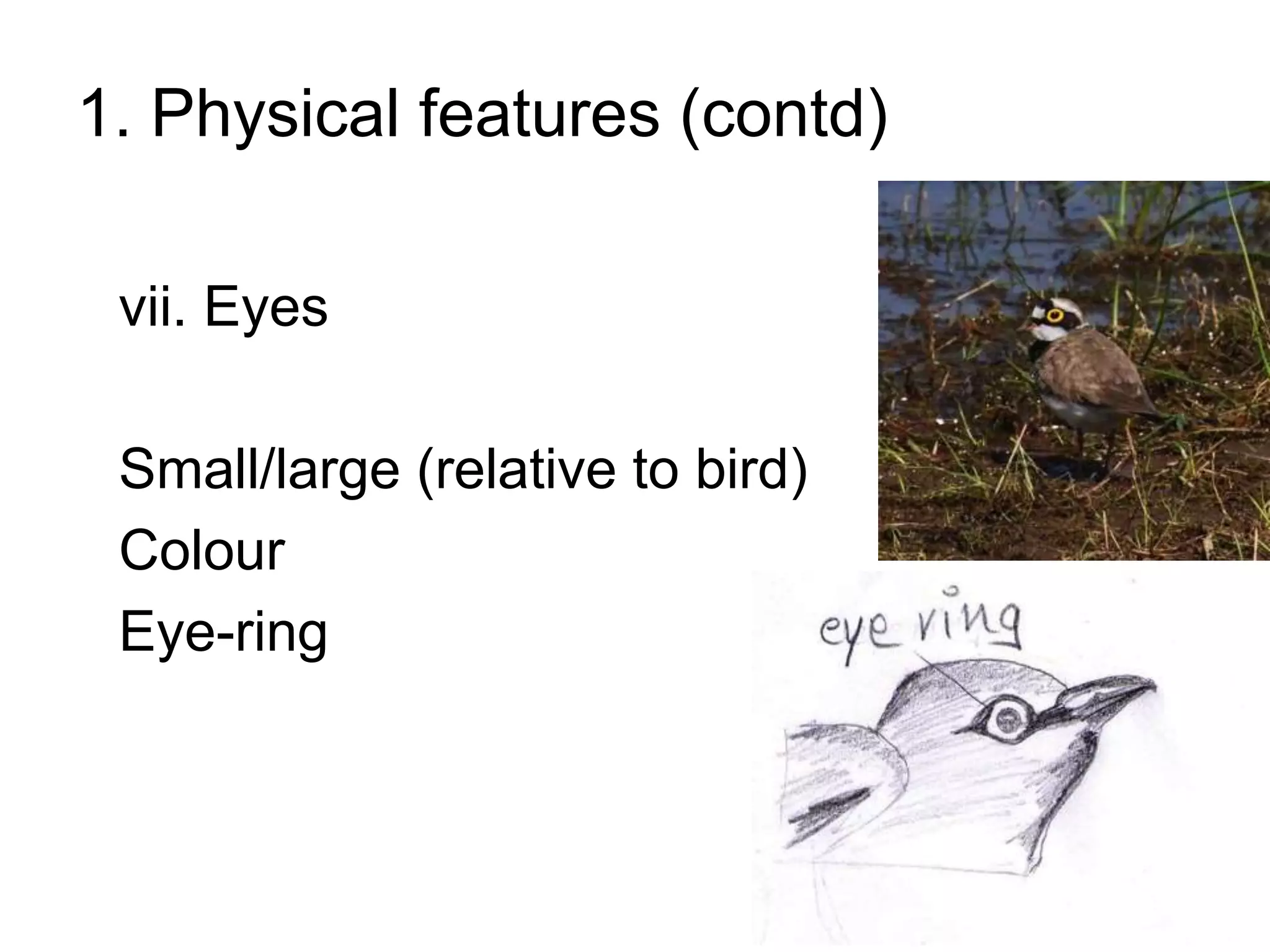 1. Physical features (contd)
vii. Eyes
Small/large (relative to bird)
Colour
Eye-ring
 