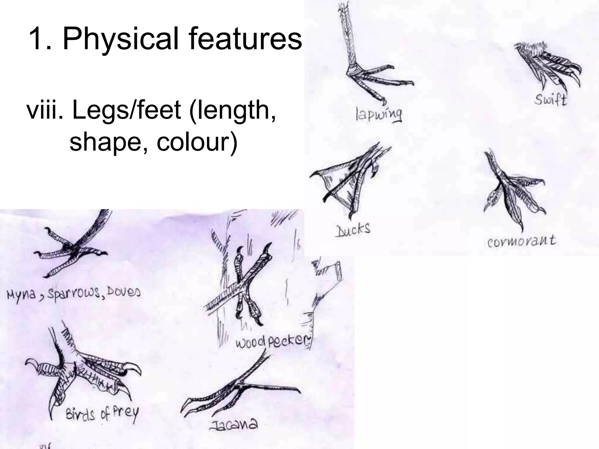 1. Physical features
viii. Legs/feet (length,
shape, colour)
 