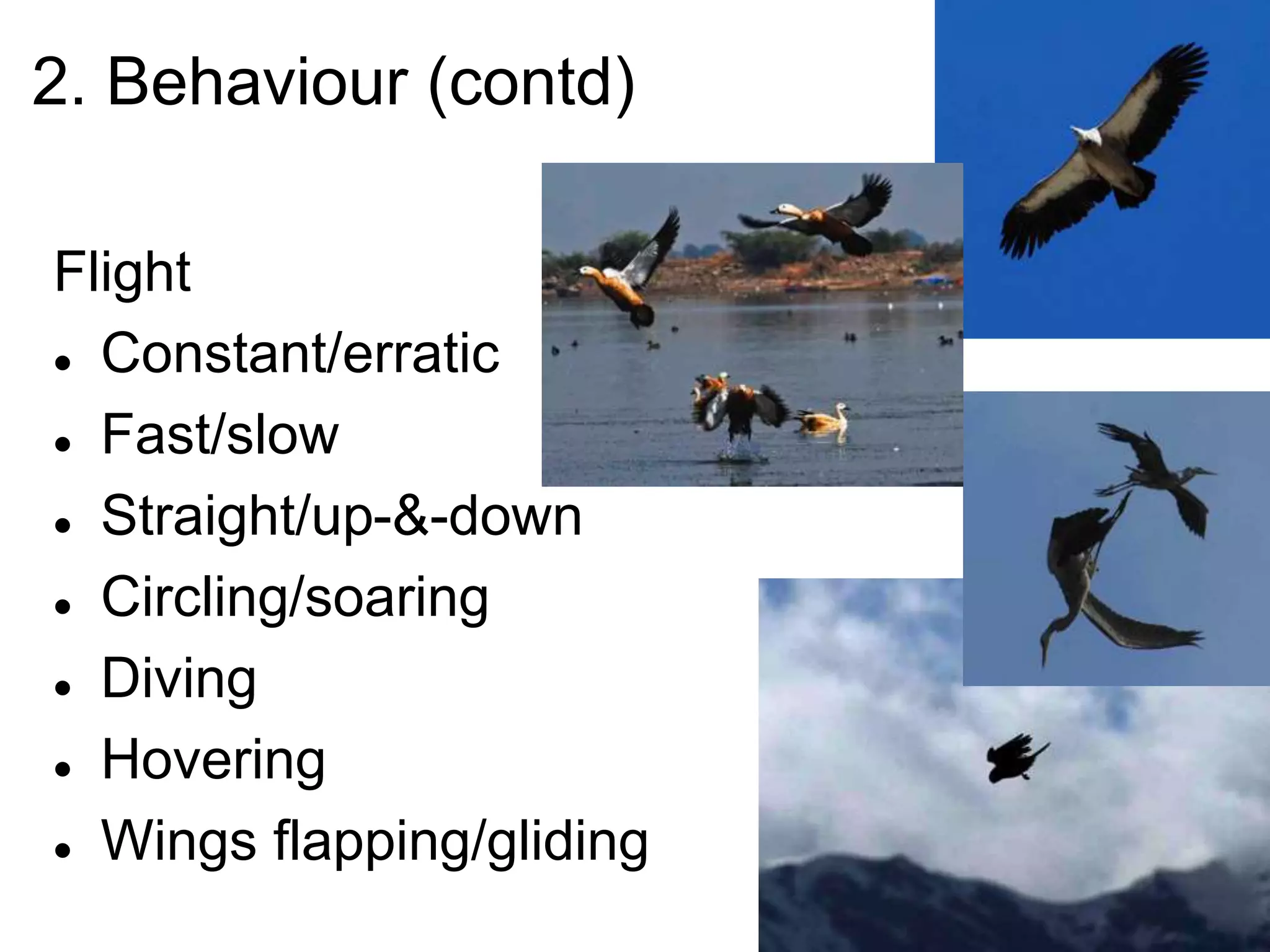 2. Behaviour (contd)
Flight
 Constant/erratic
 Fast/slow
 Straight/up-&-down
 Circling/soaring
 Diving
 Hovering
 Wings flapping/gliding
 