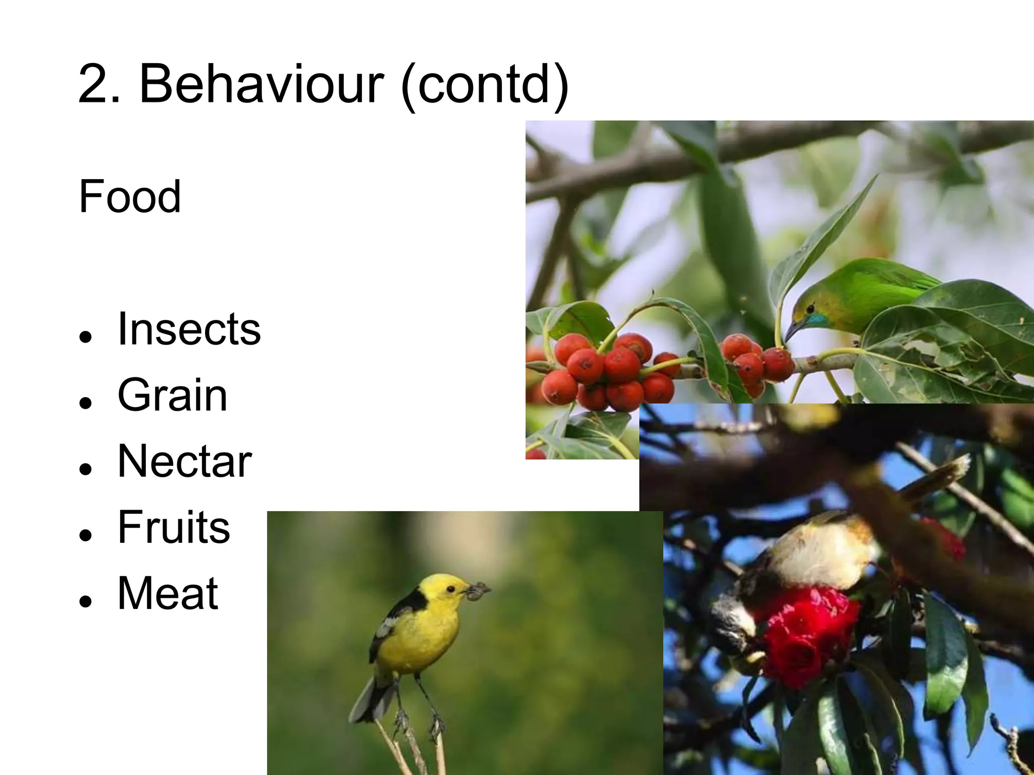 2. Behaviour (contd)
Food
 Insects
 Grain
 Nectar
 Fruits
 Meat
 