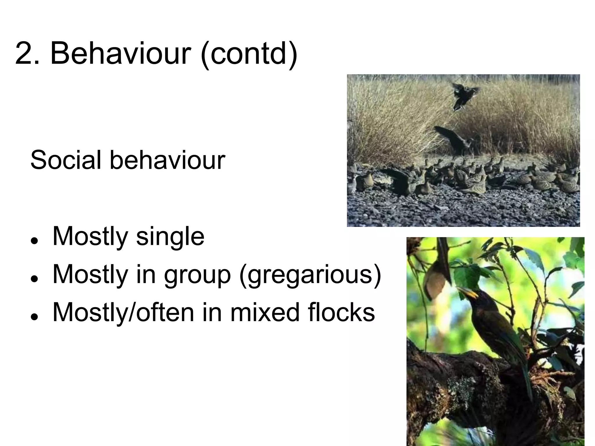 2. Behaviour (contd)
Social behaviour
 Mostly single
 Mostly in group (gregarious)
 Mostly/often in mixed flocks
 