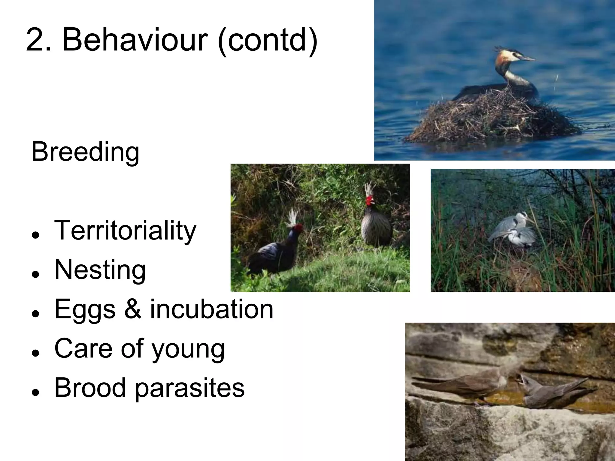 2. Behaviour (contd)
Breeding
 Territoriality
 Nesting
 Eggs & incubation
 Care of young
 Brood parasites
 