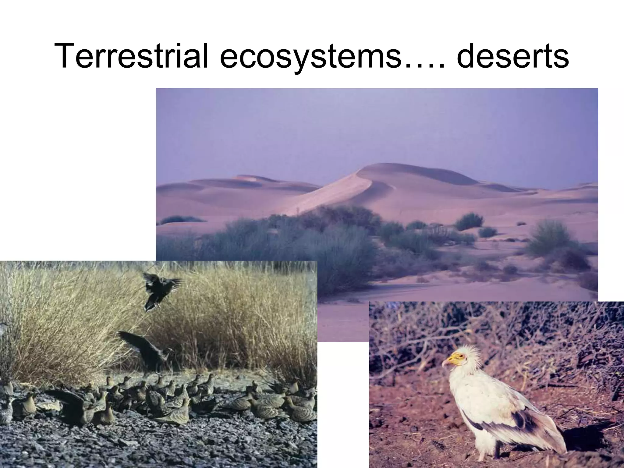 Terrestrial ecosystems…. deserts
 