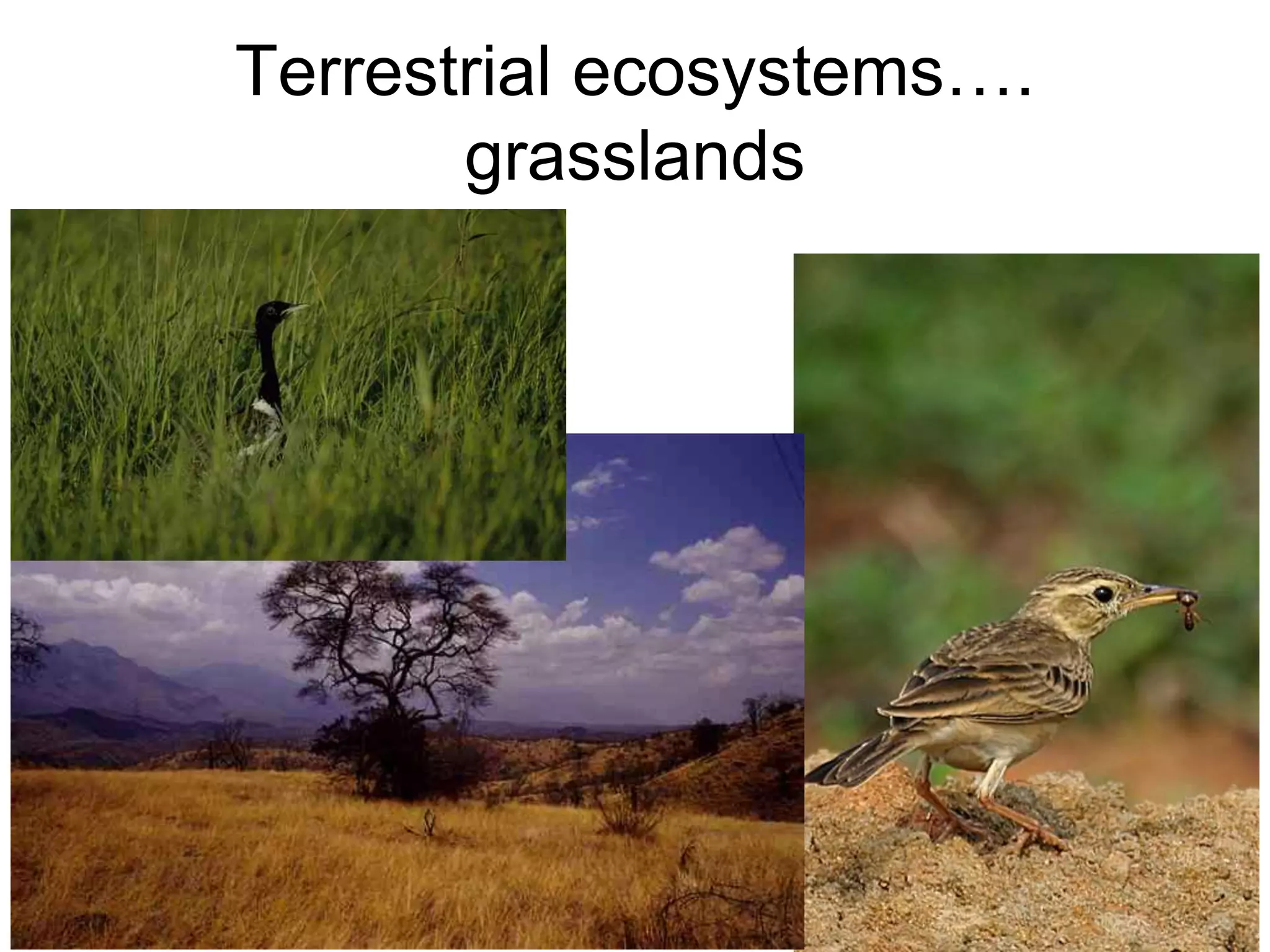 Terrestrial ecosystems….
grasslands
 