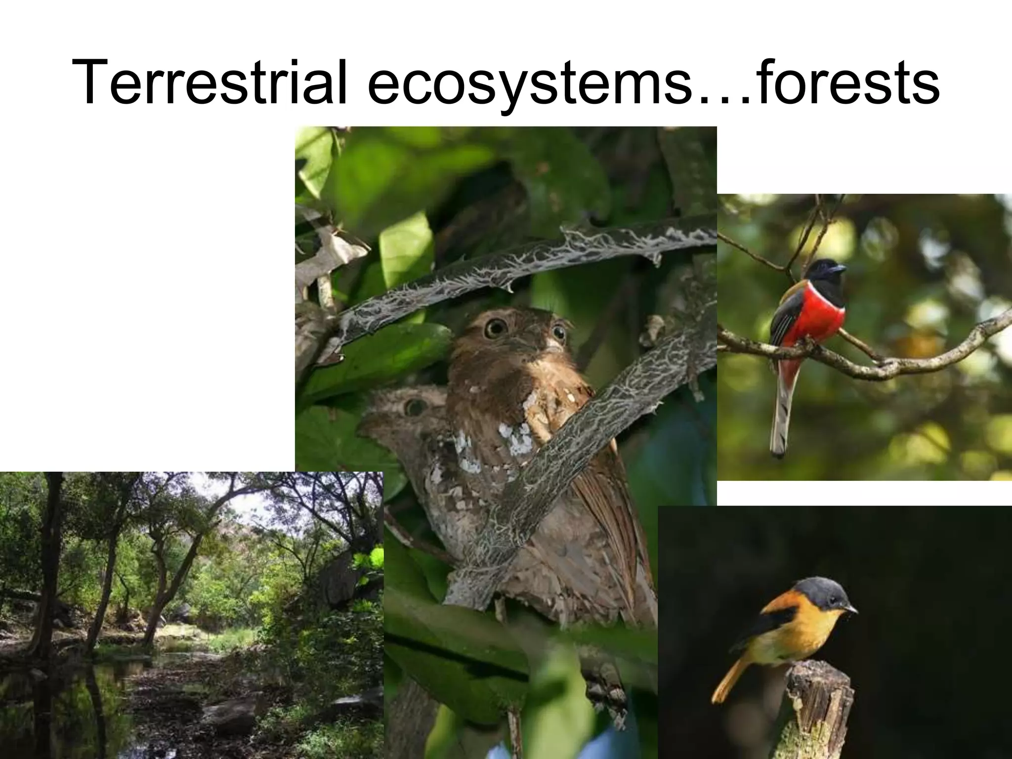 Terrestrial ecosystems…forests
 