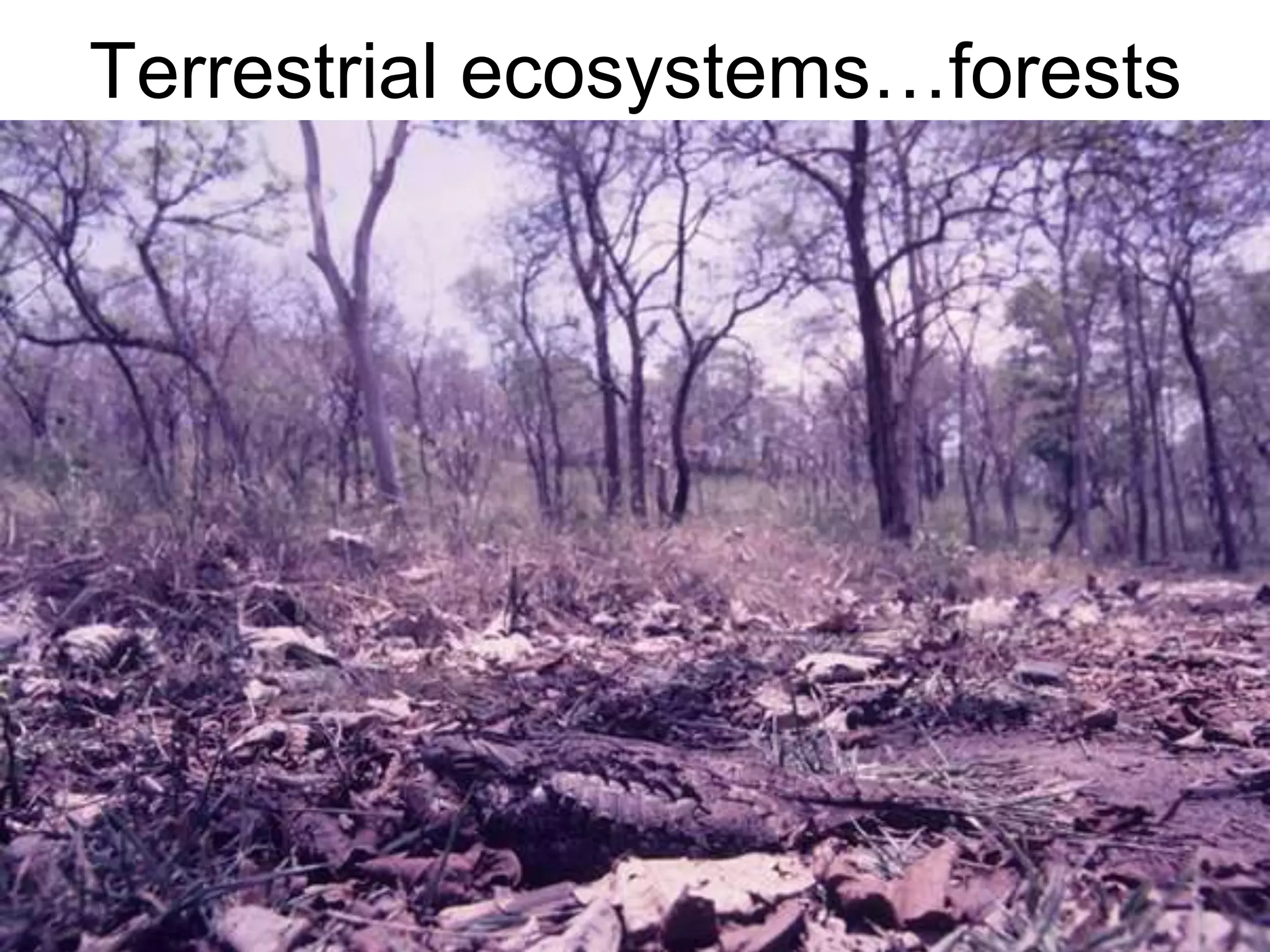 Terrestrial ecosystems…forests
 