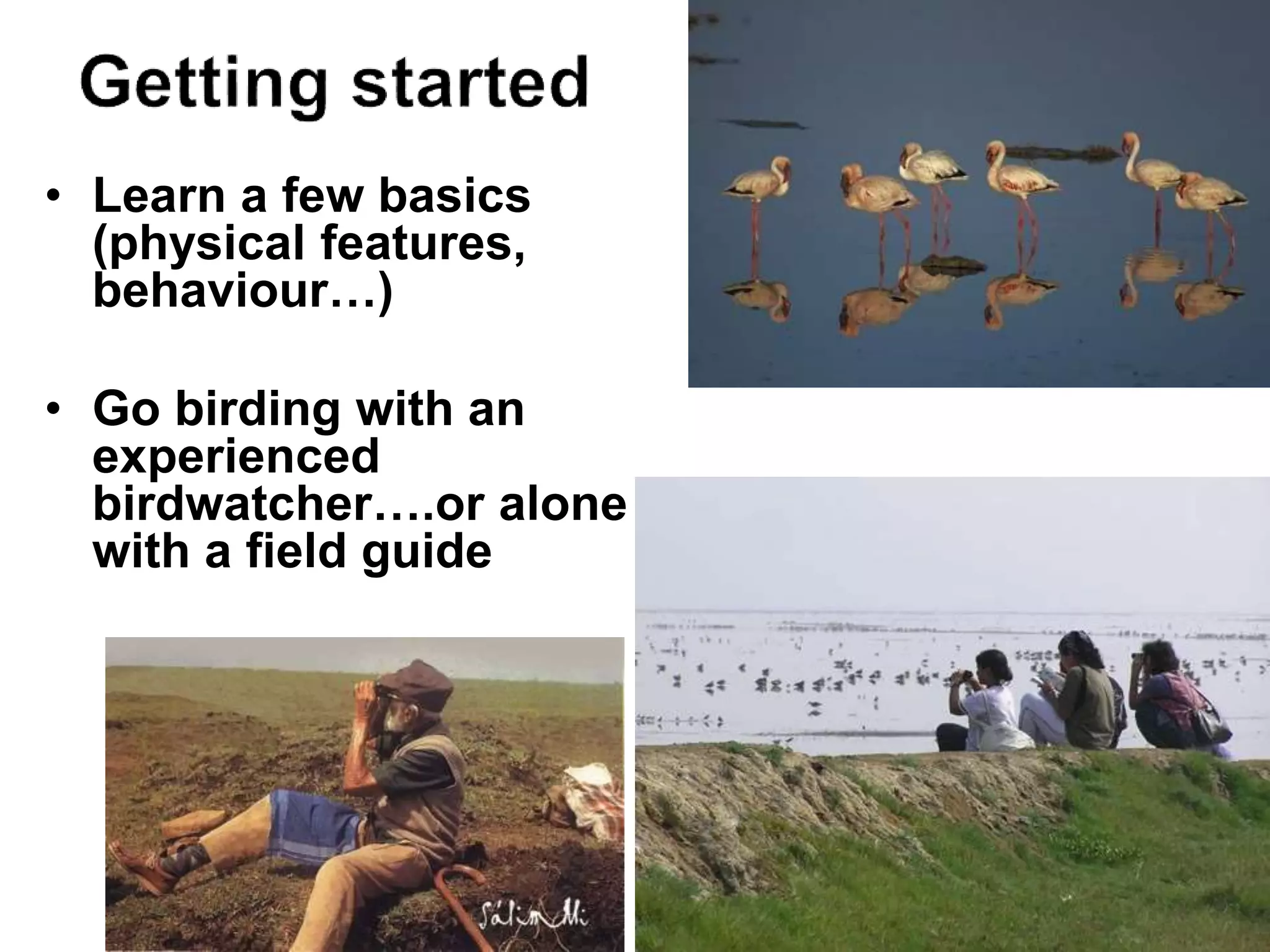 • Learn a few basics
(physical features,
behaviour…)
• Go birding with an
experienced
birdwatcher….or alone
with a field guide
 