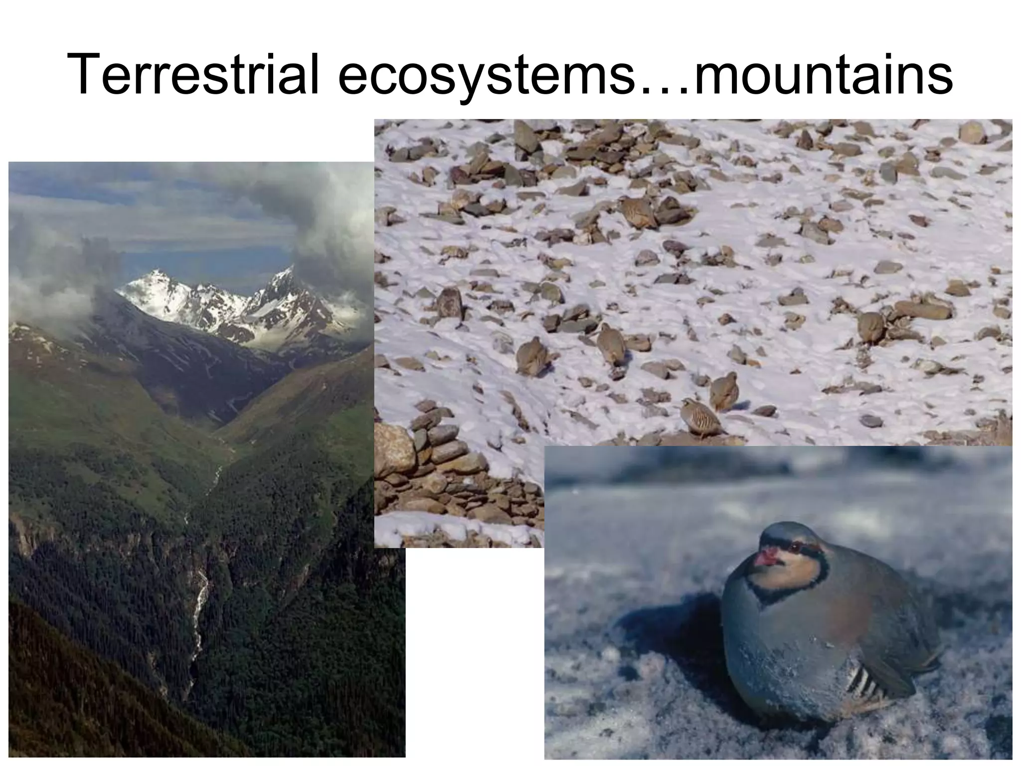 Terrestrial ecosystems…mountains
 