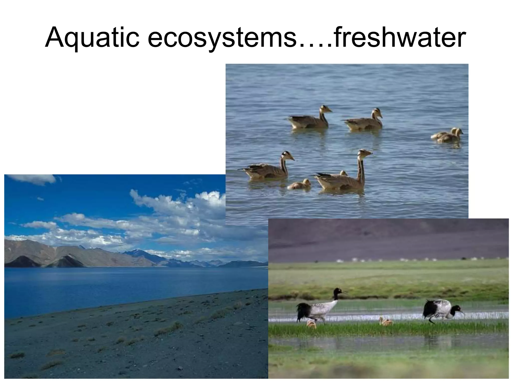 Aquatic ecosystems….freshwater
 