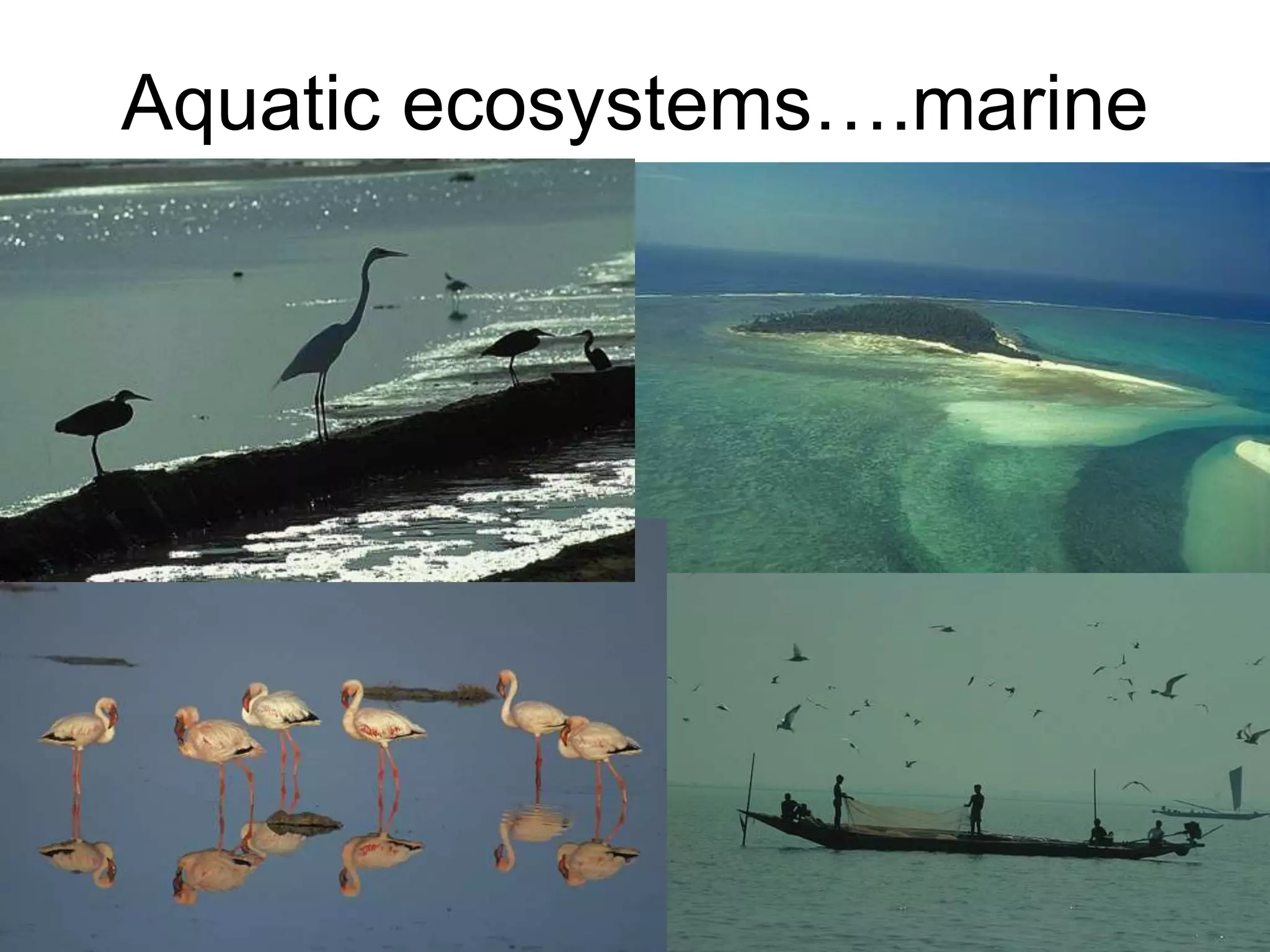 Aquatic ecosystems….marine
 