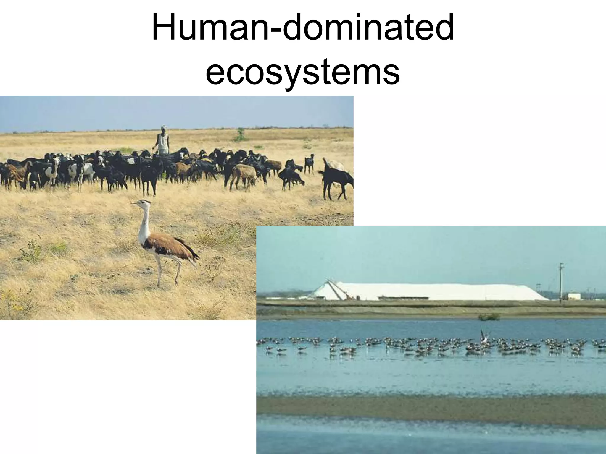 Human-dominated
ecosystems
 