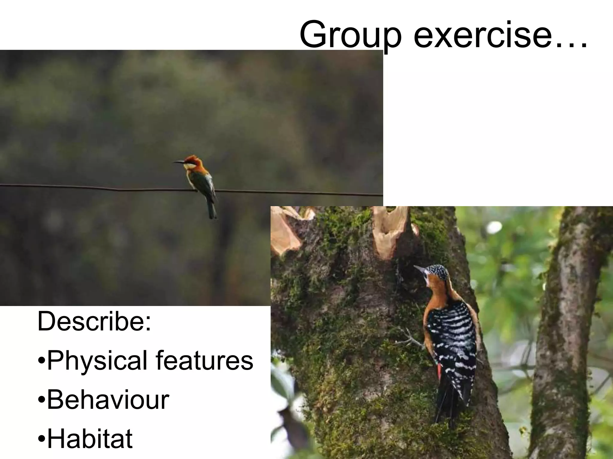 Group exercise…
Describe:
•Physical features
•Behaviour
•Habitat
 