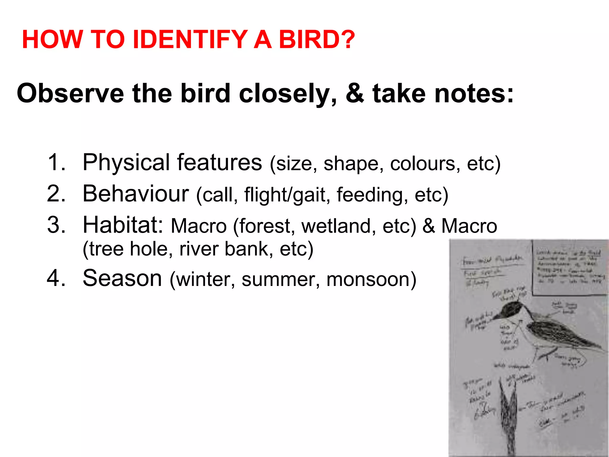 Observe the bird closely, & take notes:
1. Physical features (size, shape, colours, etc)
2. Behaviour (call, flight/gait, feeding, etc)
3. Habitat: Macro (forest, wetland, etc) & Macro
(tree hole, river bank, etc)
4. Season (winter, summer, monsoon)
HOW TO IDENTIFY A BIRD?
 