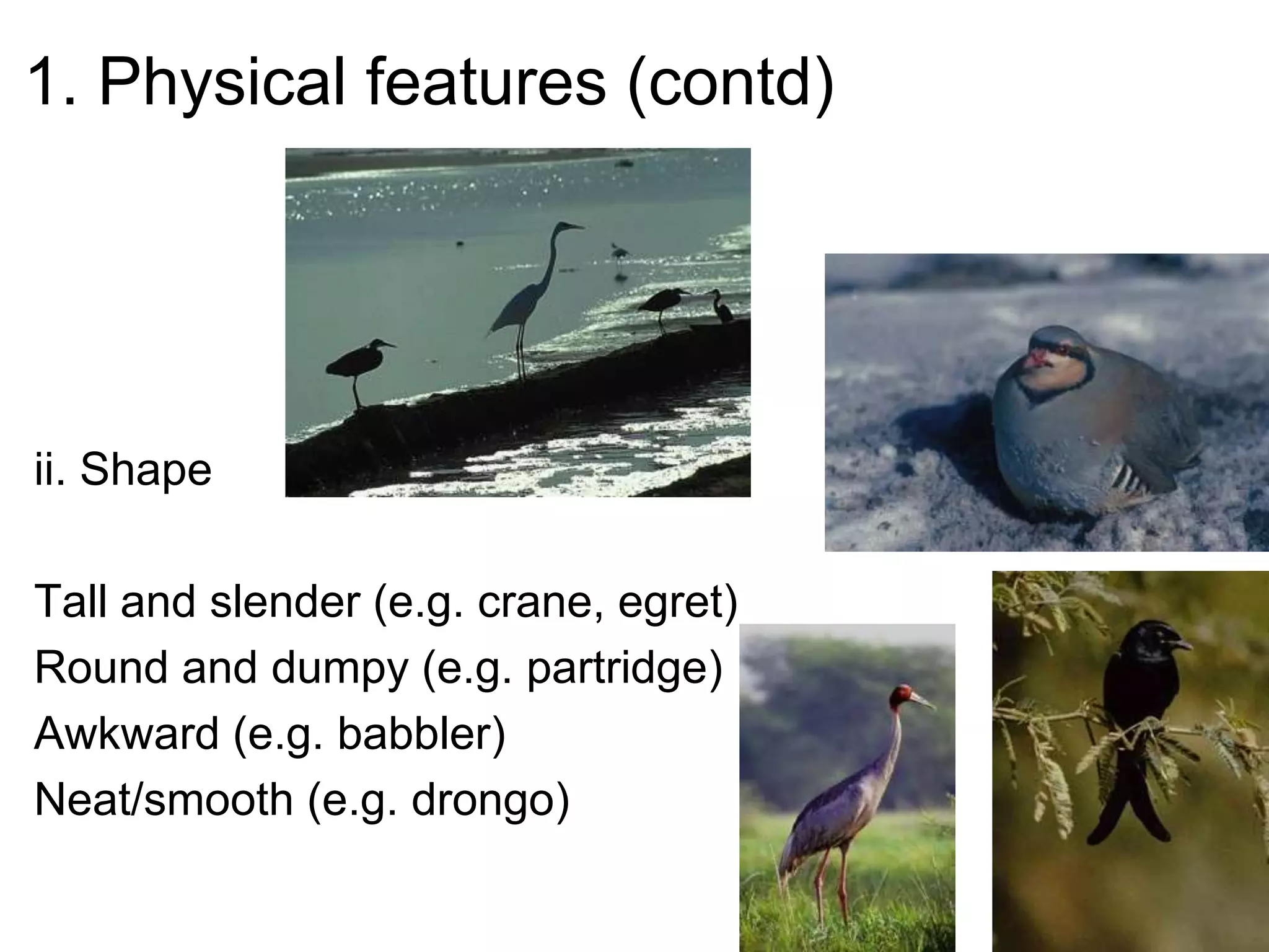 1. Physical features (contd)
ii. Shape
Tall and slender (e.g. crane, egret)
Round and dumpy (e.g. partridge)
Awkward (e.g. babbler)
Neat/smooth (e.g. drongo)
 