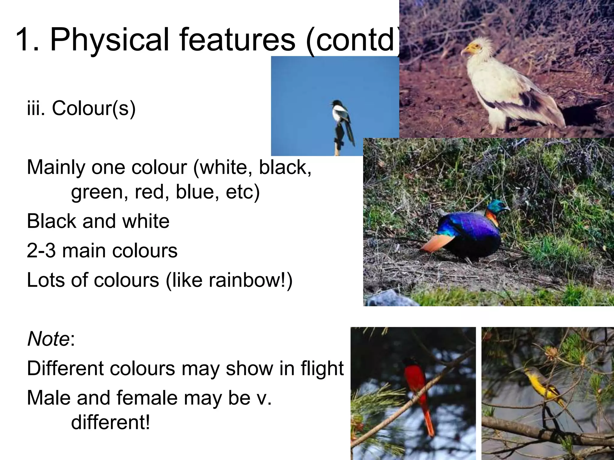 1. Physical features (contd)
iii. Colour(s)
Mainly one colour (white, black,
green, red, blue, etc)
Black and white
2-3 main colours
Lots of colours (like rainbow!)
Note:
Different colours may show in flight
Male and female may be v.
different!
 