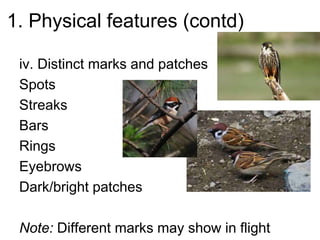 1. Physical features (contd)
iv. Distinct marks and patches
Spots
Streaks
Bars
Rings
Eyebrows
Dark/bright patches
Note: Different marks may show in flight
 