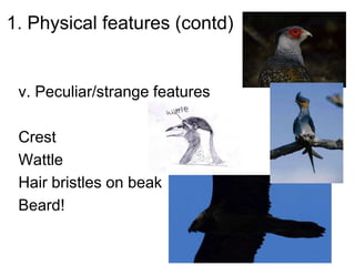 1. Physical features (contd)
v. Peculiar/strange features
Crest
Wattle
Hair bristles on beak
Beard!
 
