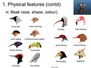 1. Physical features (contd)
vi. Beak (size, shape, colour)
 