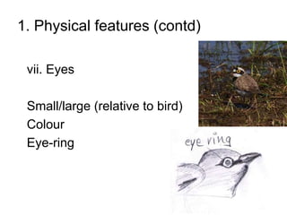 1. Physical features (contd)
vii. Eyes
Small/large (relative to bird)
Colour
Eye-ring
 