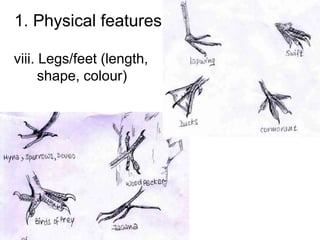 1. Physical features
viii. Legs/feet (length,
shape, colour)
 