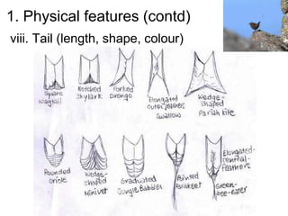 1. Physical features (contd)
viii. Tail (length, shape, colour)
 