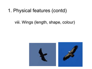 1. Physical features (contd)
viii. Wings (length, shape, colour)
 