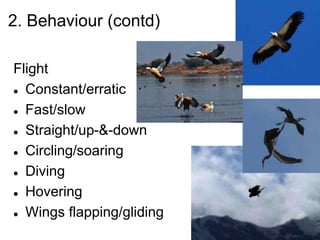 2. Behaviour (contd)
Flight
 Constant/erratic
 Fast/slow
 Straight/up-&-down
 Circling/soaring
 Diving
 Hovering
 Wings flapping/gliding
 