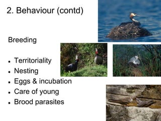 2. Behaviour (contd)
Breeding
 Territoriality
 Nesting
 Eggs & incubation
 Care of young
 Brood parasites
 