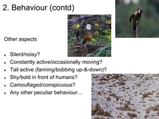 2. Behaviour (contd)
Other aspects
 Silent/noisy?
 Constantly active/occasionally moving?
 Tail active (fanning/bobbing up-&-down)?
 Shy/bold in front of humans?
 Camouflaged/conspicuous?
 Any other peculiar behaviour…
 