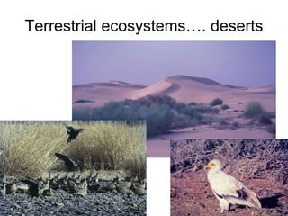 Terrestrial ecosystems…. deserts
 