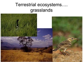 Terrestrial ecosystems….
grasslands
 