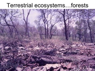 Terrestrial ecosystems…forests
 
