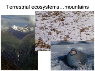 Terrestrial ecosystems…mountains
 