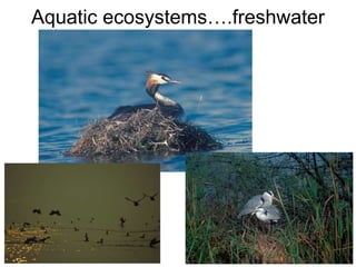 Aquatic ecosystems….freshwater
 