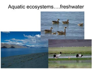 Aquatic ecosystems….freshwater
 