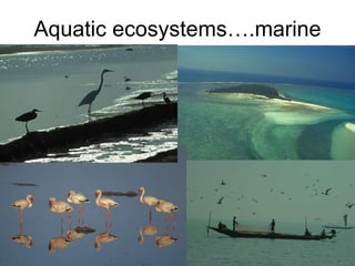 Aquatic ecosystems….marine
 