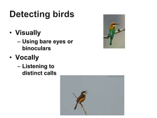 • Visually
– Using bare eyes or
binoculars
• Vocally
– Listening to
distinct calls
 