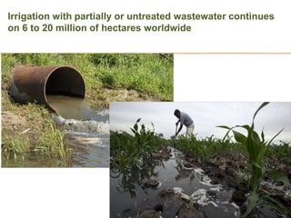 Irrigation with partially or untreated wastewater continues
on 6 to 20 million of hectares worldwide
 