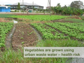Vegetables are grown using
urban waste water – health risk
 